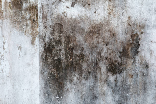 Best Post-Construction Mold Inspection  in Delta Junction, AK
