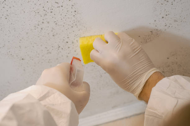 Best Environmental Consulting for Mold Prevention  in Delta Junction, AK