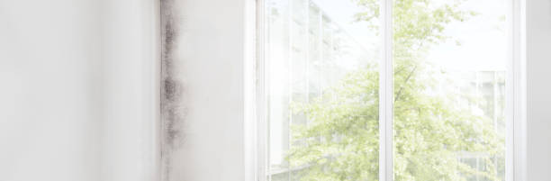 Best Mold-Related Health Consultation  in Delta Junction, AK