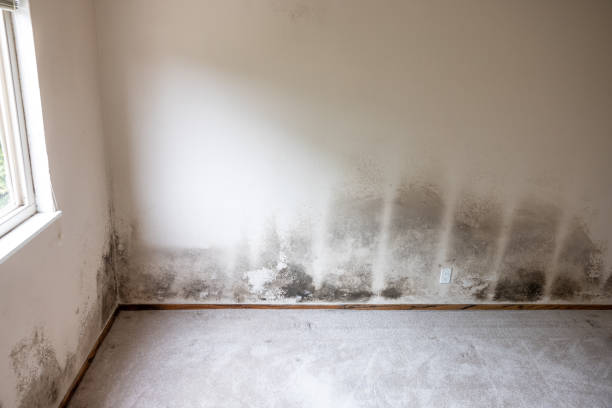 Professional Mold Removal in Delta Junction, AK
