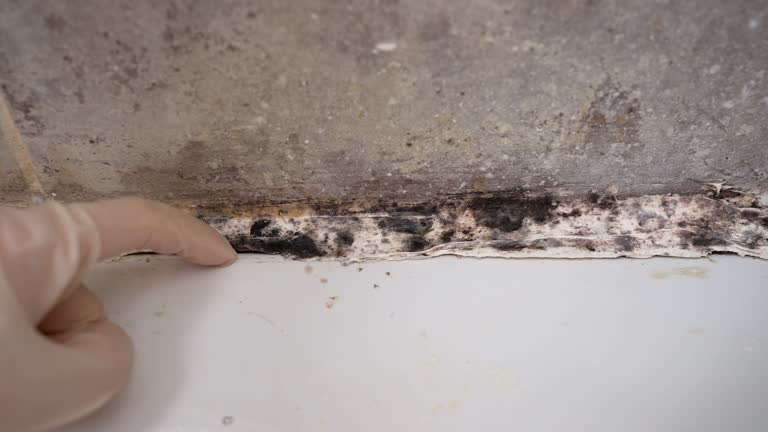 Biohazard Mold Removal in Delta Junction, AK